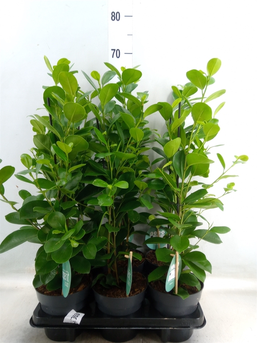 <h4>Ficus microcarpa 'Moclame'</h4>