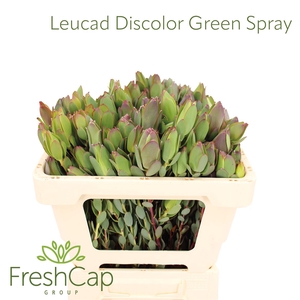 Leucad Discolor Green Spray