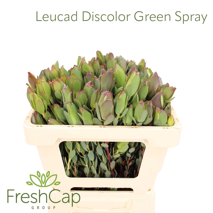 <h4>Leucad Discolor Green Spray</h4>