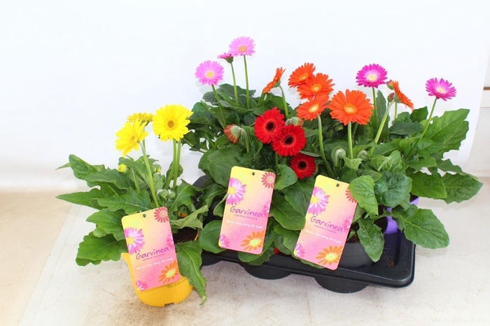 <h4>GERB GARVIN GEM</h4>