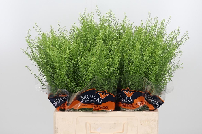 <h4>Lepidium Green Bell</h4>