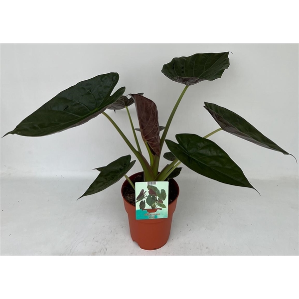 <h4>Alocasia Wentii</h4>