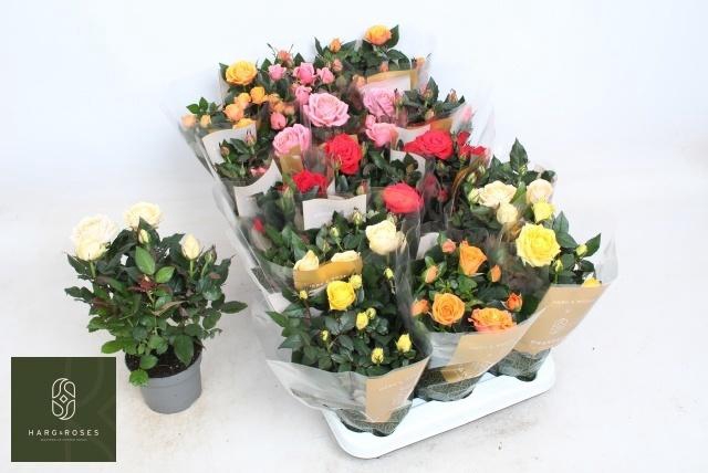 Ro Kordan Grande Gem