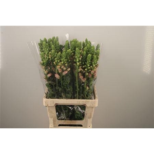 Antirrhinum It. Pink