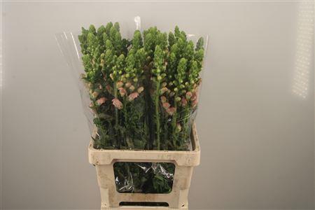 <h4>Antirrhinum It. Pink</h4>