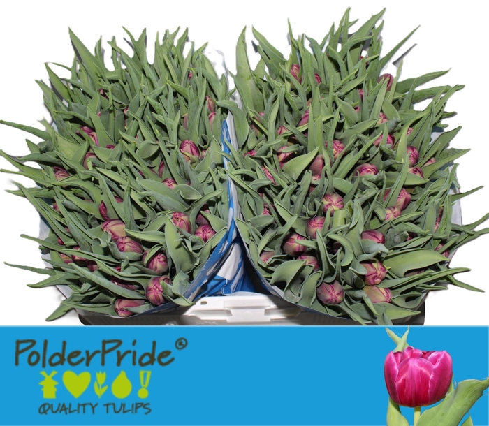 <h4>TU DU WORLD BOWL</h4>