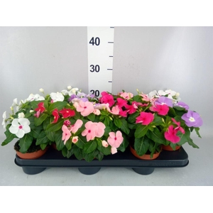 Catharanthus ros.   ...mix