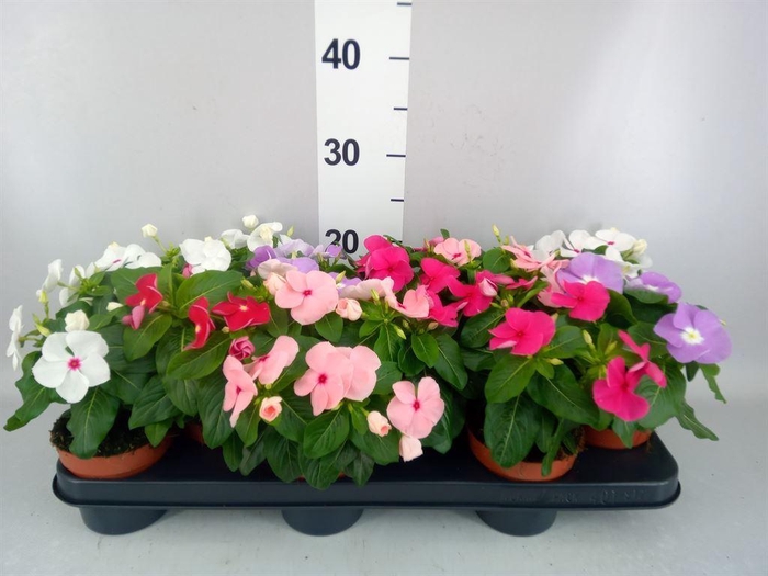 <h4>Catharanthus ros.   ...mix</h4>
