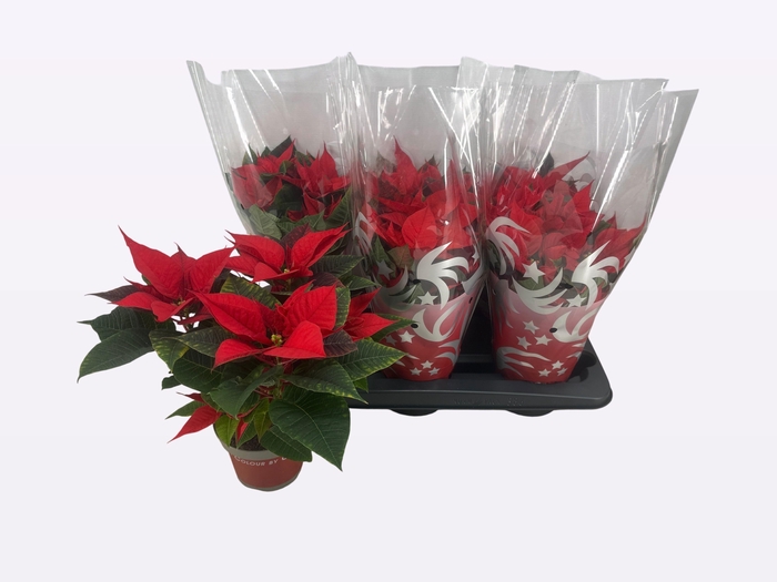 <h4>EUPHOR P FREYA</h4>