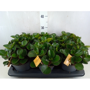 Peperomia obt. 'Burning Bush