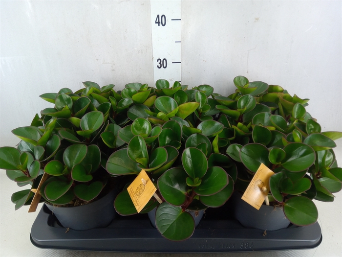 <h4>Peperomia obt. 'Burning Bush</h4>
