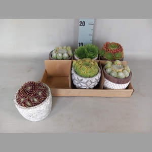 ARR SEMPERVIVUM
