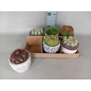 ARR SEMPERVIVUM