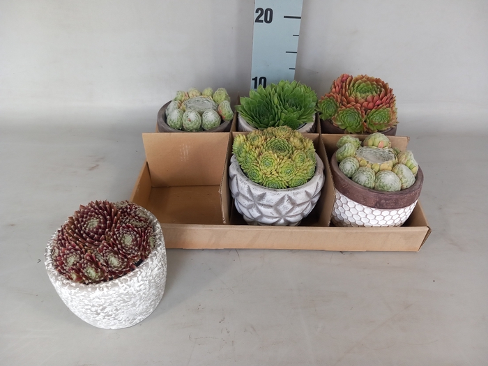 <h4>ARR SEMPERVIVUM</h4>