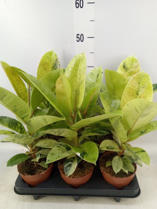 <h4>Ficus elastica   ...</h4>