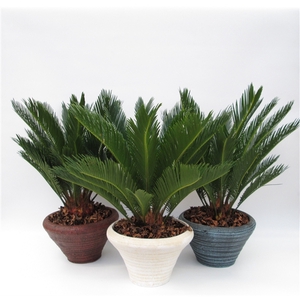 Cycas in hoedje mix