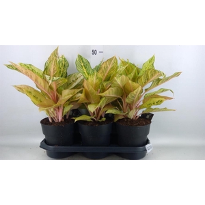 Aglaonema   ...