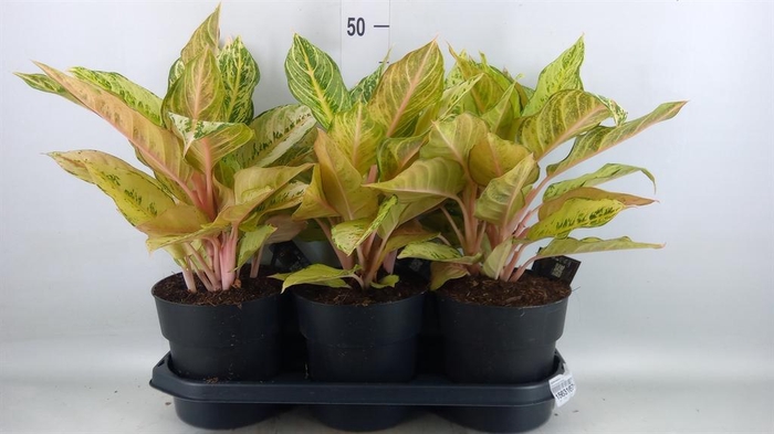 <h4>Aglaonema   ...</h4>
