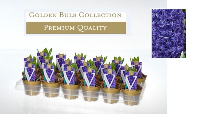 <h4>Hyacinthus orientalis 'Blue Pearl'</h4>