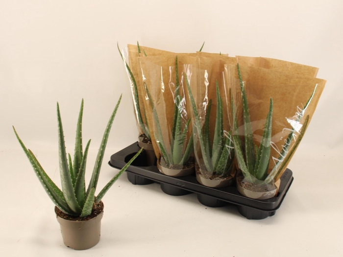 <h4>ALOE VERA</h4>