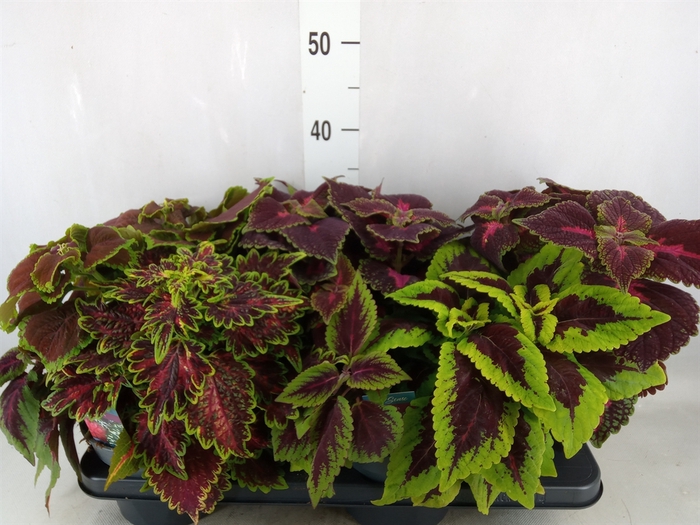 <h4>Plectranthus col.   ...mix 3 in pot</h4>