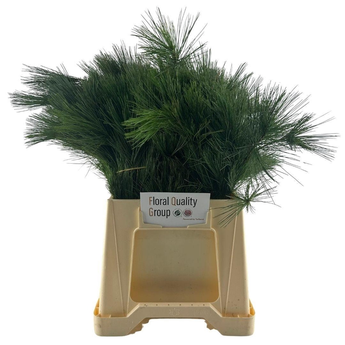 <h4>PINUS STROBUS</h4>