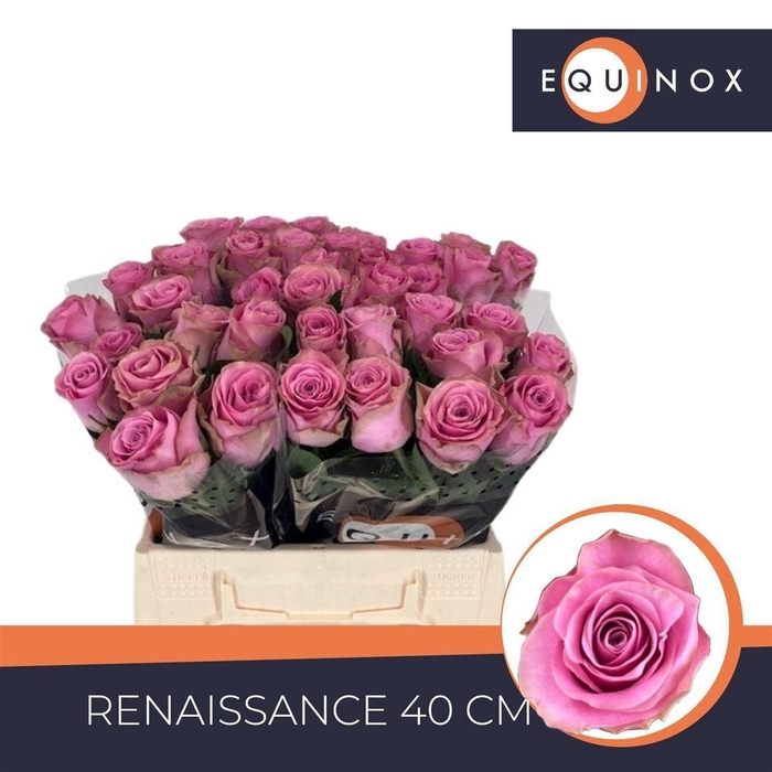 <h4>Rosa large flowered Renaissance</h4>