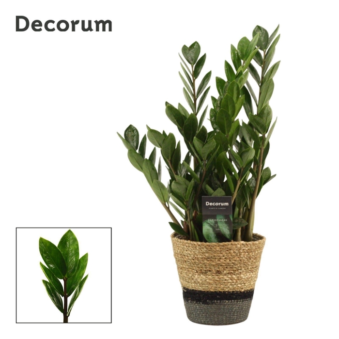 Zamioculcas Lima 12 cm Decorum 35 cm, 5+ veren