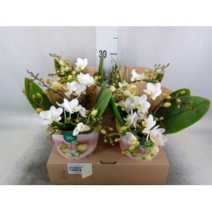 Phalaenopsis multi. 'Ant Nazare'