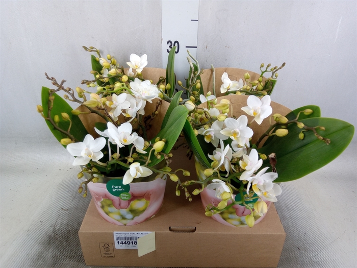 <h4>Phalaenopsis multi. 'Ant Nazare'</h4>