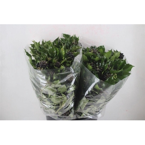 Hedera Berry 200gr P Bunch