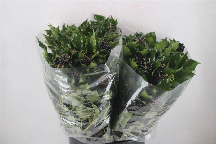 <h4>Hedera Berry 200gr P Bunch</h4>