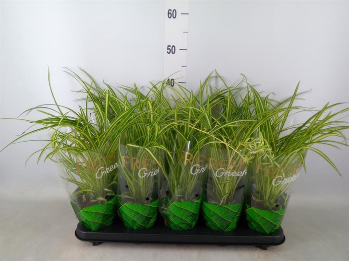 <h4>Chlorophytum cos. 'Atlantic'</h4>