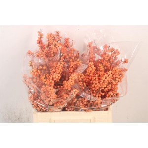 Ilex Verticilata Winter Gold