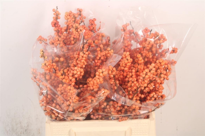 <h4>Ilex Verticilata Winter Gold</h4>