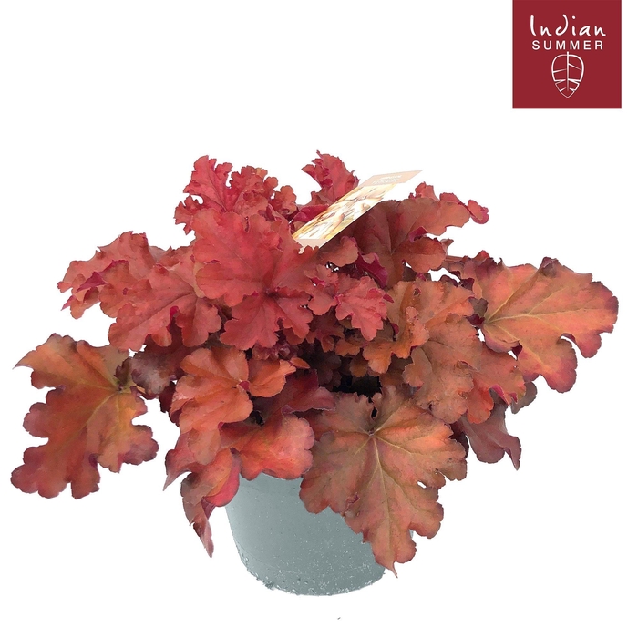 <h4>Heuchera Indian Summer P19 Red</h4>