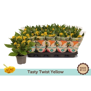 Celosia Tasty Twist Yellow