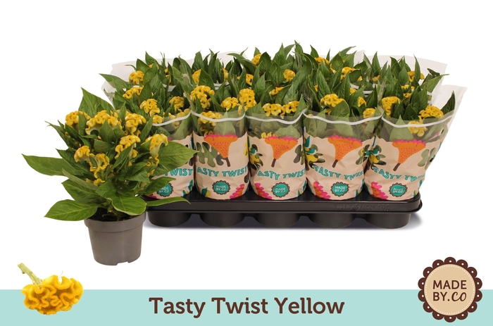 <h4>Celosia Tasty Twist Yellow</h4>