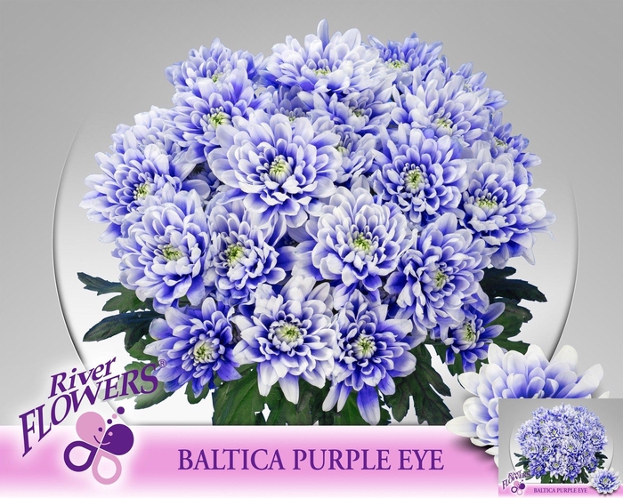 <h4>CHR T BALTICA KLB H%</h4>