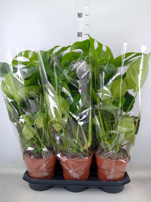 <h4>Monstera delic.</h4>