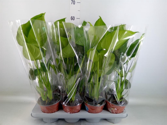 <h4>Monstera delic.</h4>