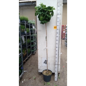 Ginkgo biloba   ...