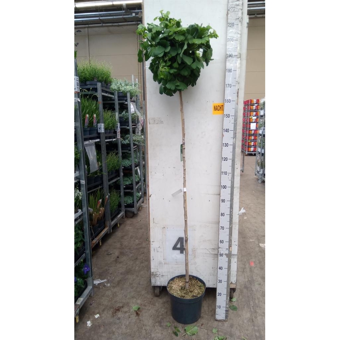 <h4>Ginkgo biloba   ...</h4>