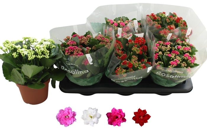 <h4>KAL GE RO GEM 4 KL</h4>