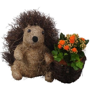 PTHI3332 Arrangement Autumn Indoor in rieten pot in egel vorm