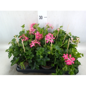 Pelargonium pelt. 'Balkon Roze'