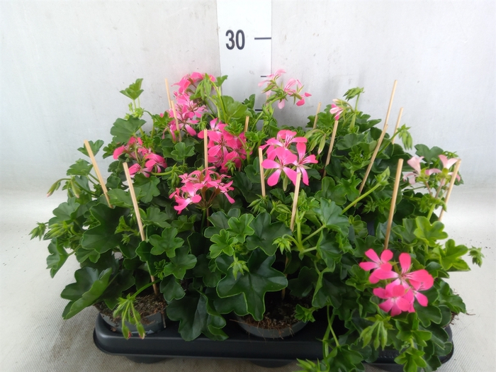 <h4>Pelargonium pelt. 'Balkon Roze'</h4>