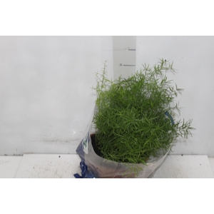 ASPARGO ALFINETE C21