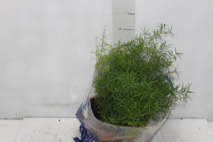 <h4>ASPARGO ALFINETE C21</h4>