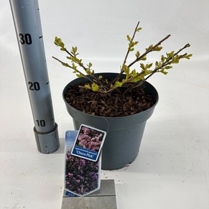 Lagerstroemia indica